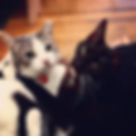 Screenshot at Apr 11 22-00-32.png