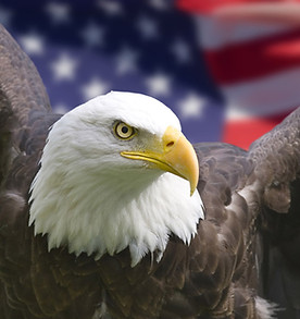 Bald eagle with flag