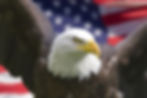 Bald Eagle Close-Up