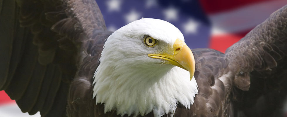 Eagle with US Flag Background