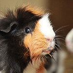 Guinea Pig.jpeg
