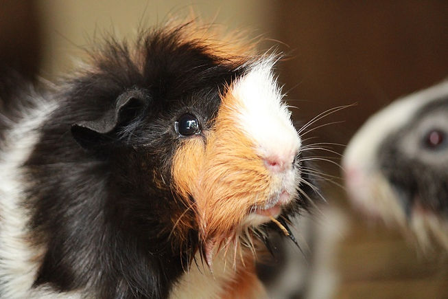 Guinea Pig.jpeg