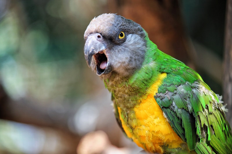 Rio Senegal bird.jpeg