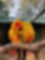 Goldie and Eric Sun Conure.jpg