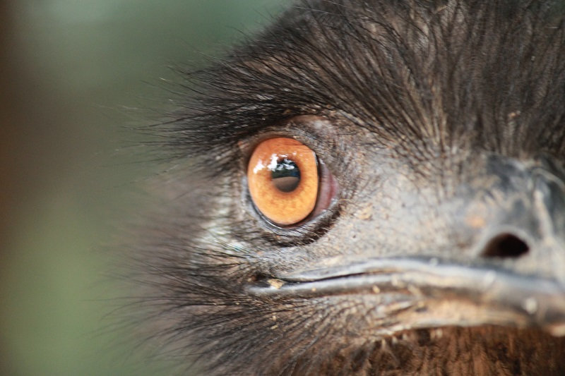 Emu.jpeg