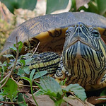 Terrapin1.jpeg