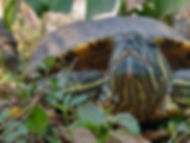 Terrapin1.jpeg