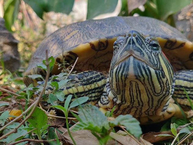 Terrapin1.jpeg