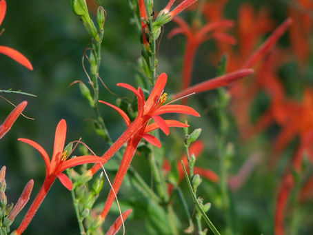 C. Griffith's Plant Spotlight: Flame Acanthus