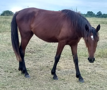 Aspen Horse, Dreamchaser PMU