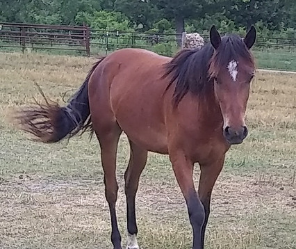 Tucker Horse, Dreamchaser PMU