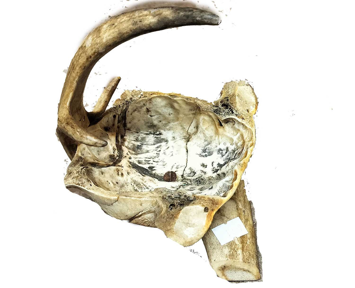 samisk antikk over 100 år