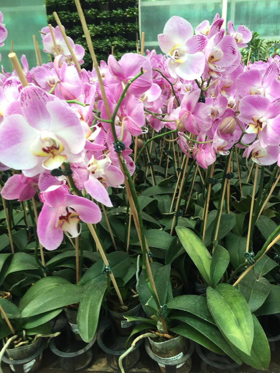 Phaenolopsis Orchid K075 Live plant