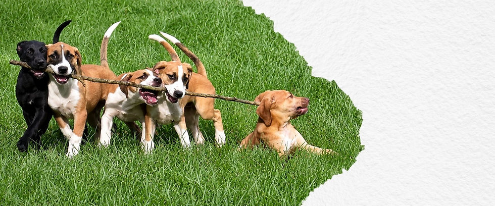 dogs.jpg