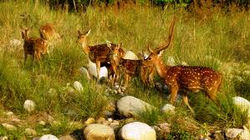 Deers at Corbett
