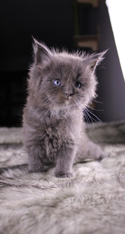 Tango a blue smoke male