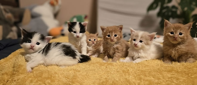 Winter/Spring 2025 Litter