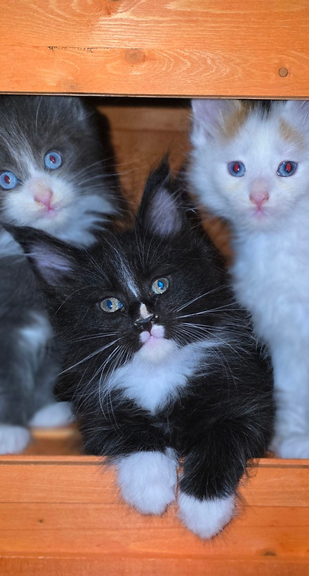 Three of our past kittens