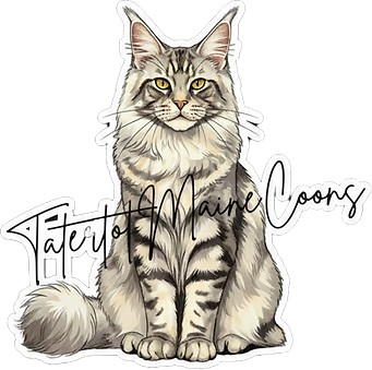 Tatertot Maine Coons