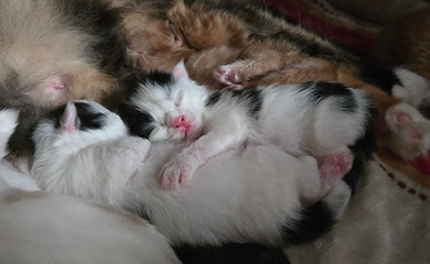 Jasper and Berlioz