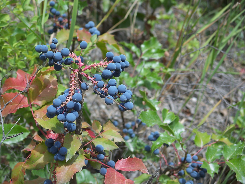 oregon grape leaves and berries