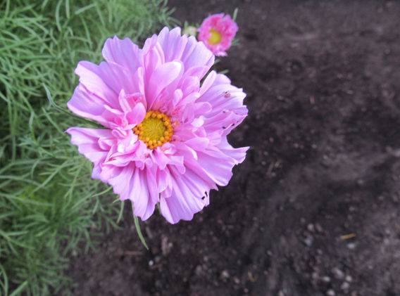 pink cosmos flower