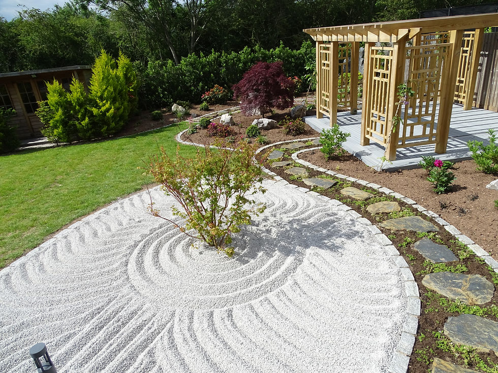 Feature Acer in raked gravel,Welford-on-Avon