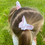 Thumbnail: Beautiful butterfly hair clips for little girls hair, butterfly bow