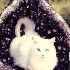 Crystals for Cats