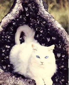 Crystals for Cats