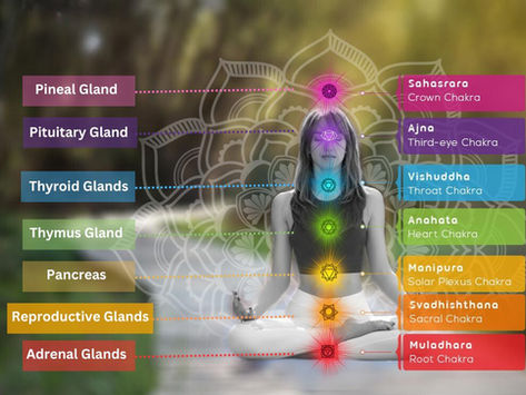 Chakras connection to the Glands (Endocrine System)