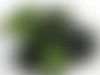 The Colors of Jade