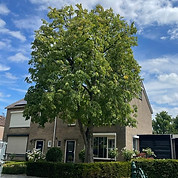 Innemen door Gerco Murre Boomverzorging in Zeeland