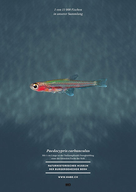 Thea Sonderegger, Plakat Paedocypris carbunculus, Fisch