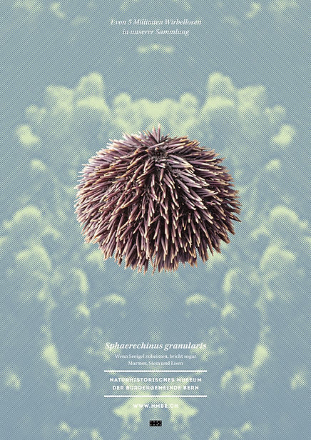 Thea Sonderegger, Plakat violetter Seeigel