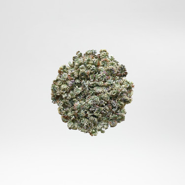 White Clover