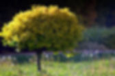 petit arbre pixabay copie.jpeg