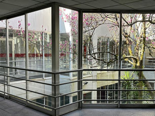 Replacement Windows in Austin TX: Vinyl vs Fiberglass vs Wood