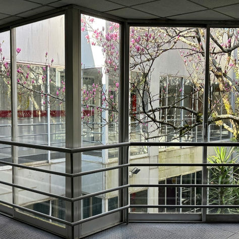 Replacement Windows in Austin TX — Vinyl vs Fiberglass vs Wood