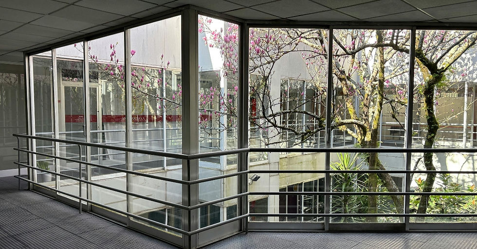 Replacement Windows in Austin TX — Vinyl vs Fiberglass vs Wood