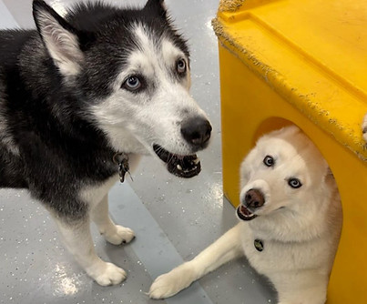 enrichment daycare two huskies at camp ruff it.jpg