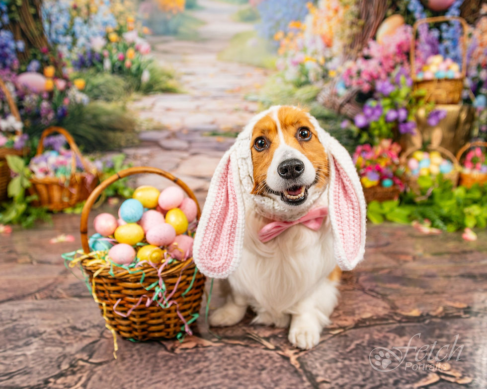 Dog Portrait Photography in Chicago: Why Fetch Portraits Is Worth It
