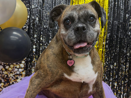 Camp Ruff It's 3rd Annual Prom Was a Star-studded Success