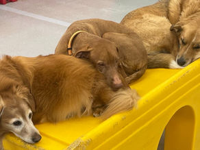 Camp Ruff It: Tales of the Pack, Episode 4
