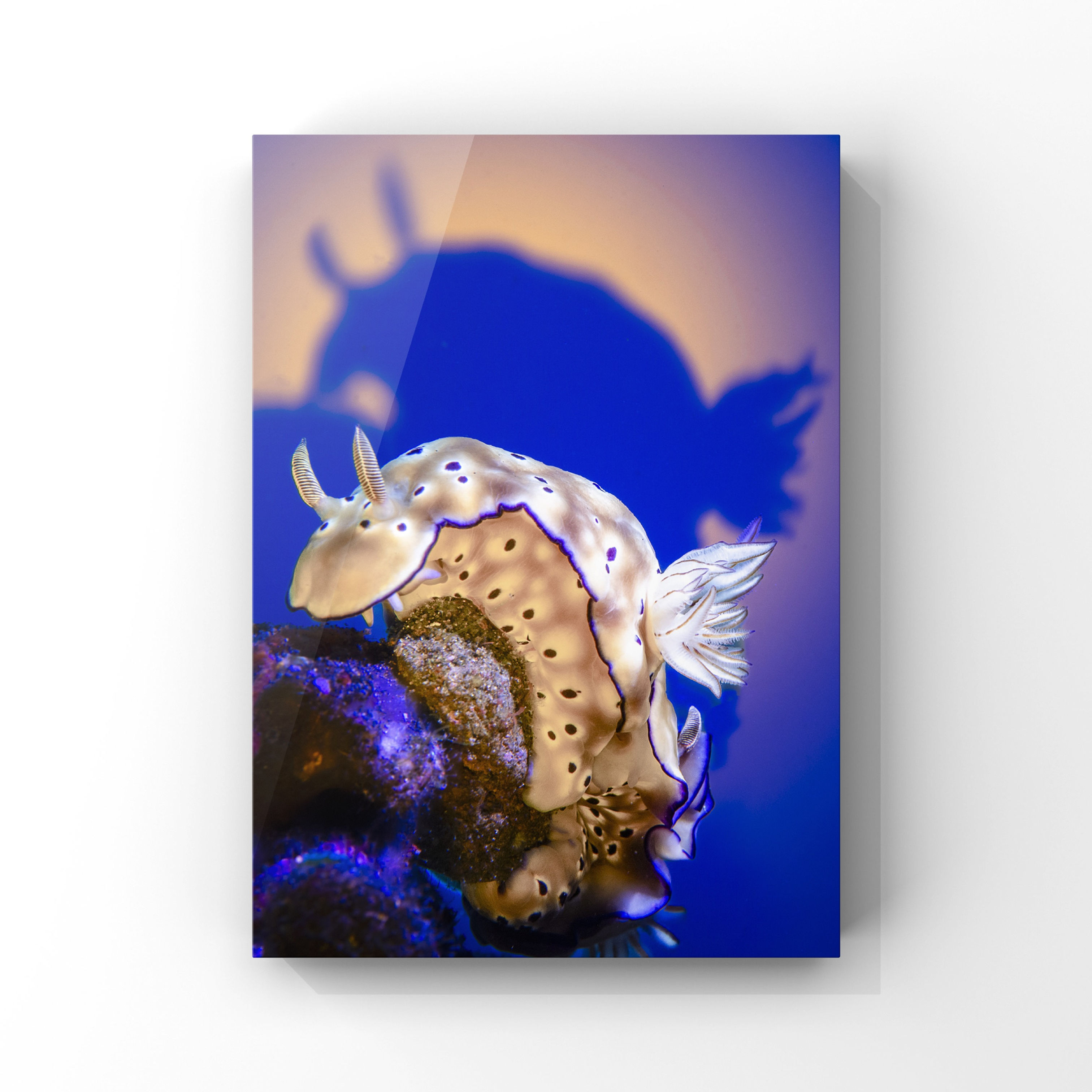 Fineart Print: Nudibranch Crowned by Moonlight (Hypselodoris Tryoni)
