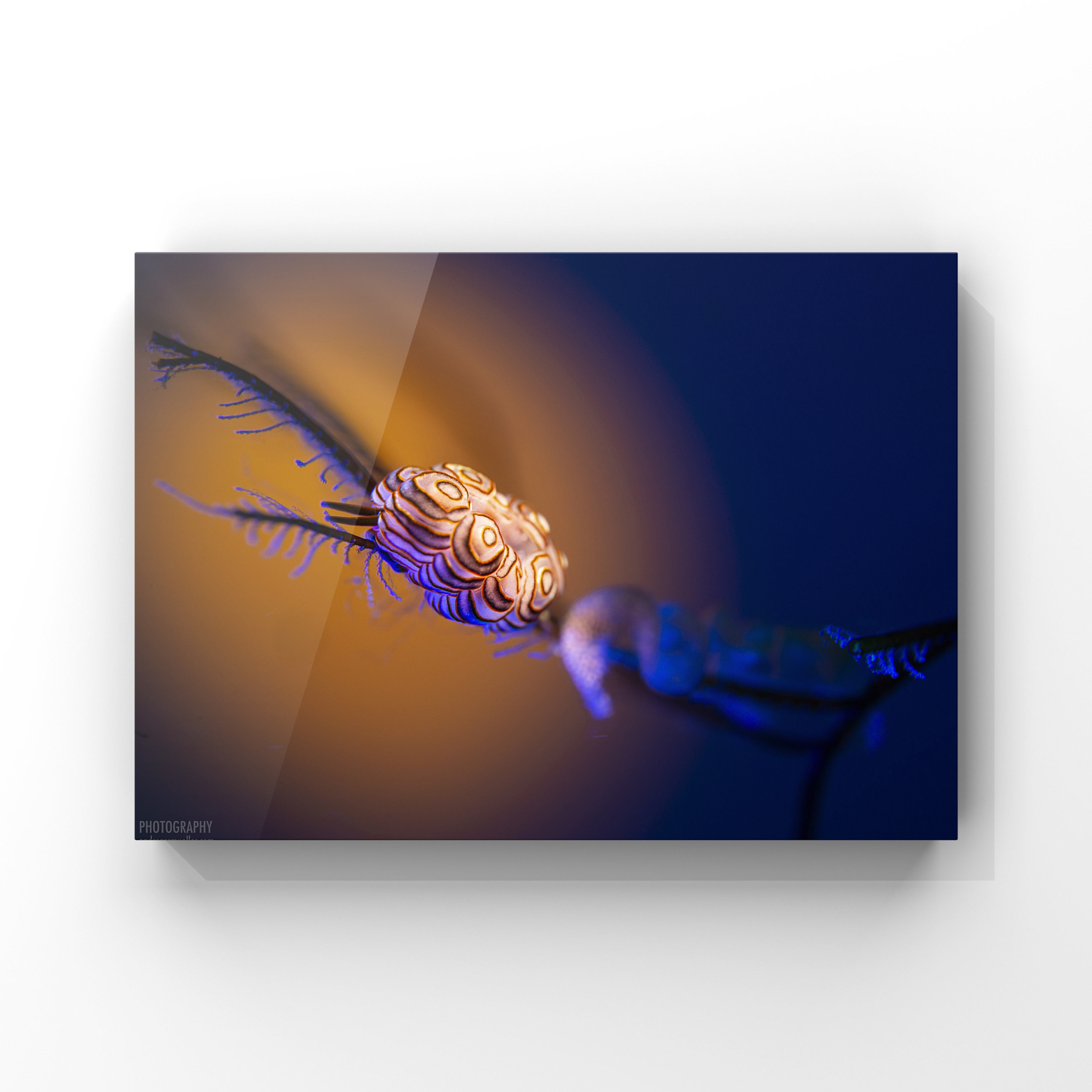 Fineart Print: Haloed Drifter (Doughnut Doto)