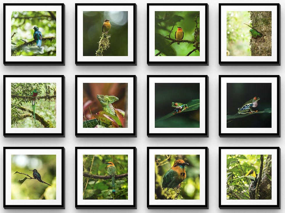 Mosaic Wall Art: The Beauty of Nature in Costa Rica