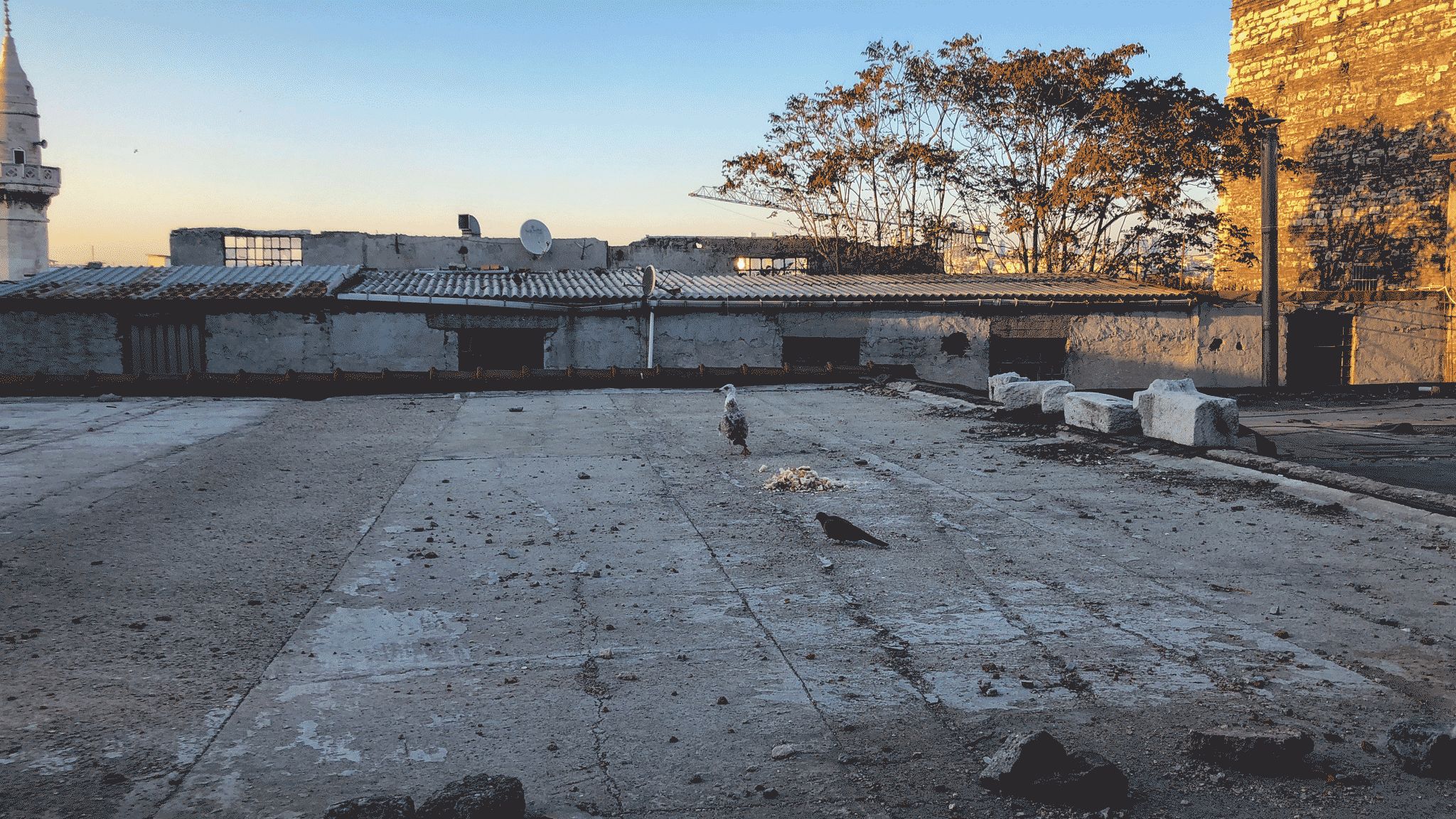 Birds-(seagull-and-dove)-GIF--Low-Mb-.gif