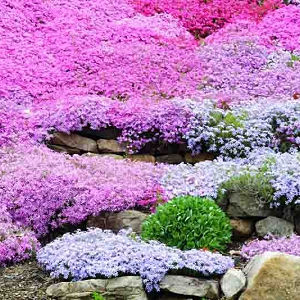 PINK POWER!!! 💥🌸💥🌸 Full Pink Super Moon