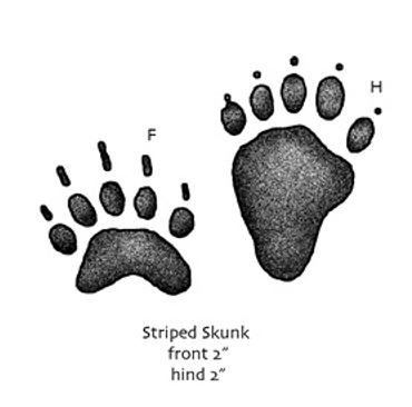 Skunk Tracks
